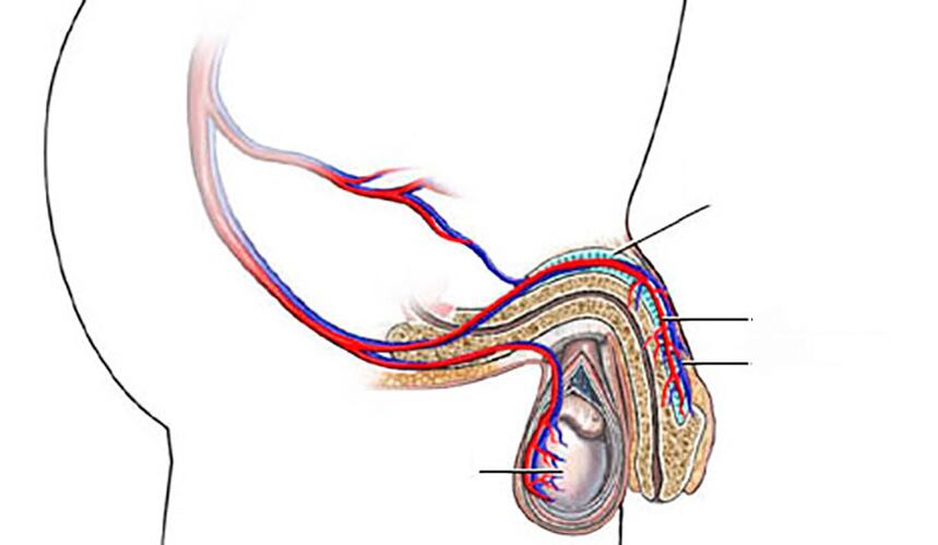 structure of the penis