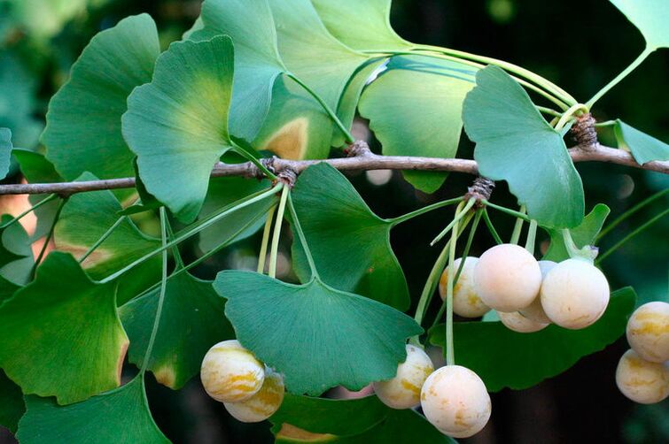 Ginkgo biloba - an exotic herb for increasing potency